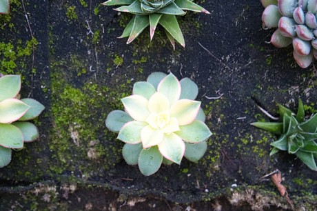 Castellar de la Frontera